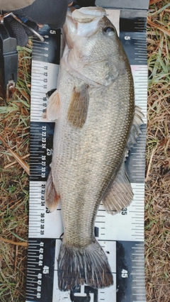 ラージマウスバスの釣果