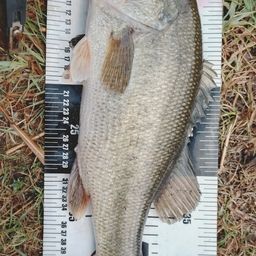 ラージマウスバス