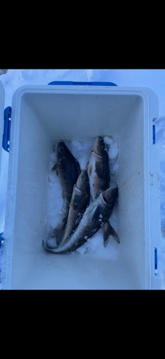 ホッケの釣果