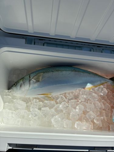 周防大島（屋代島）