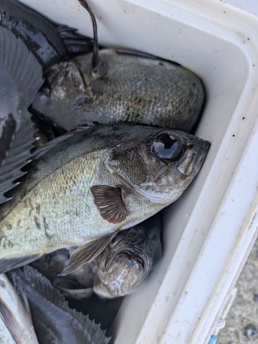 メバルの釣果