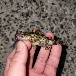 タケノコメバル