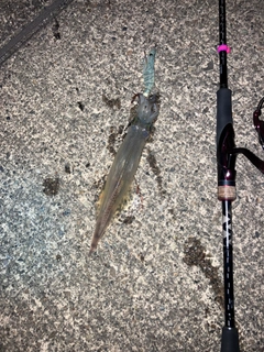 ヤリイカの釣果