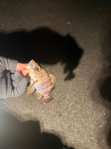 警固屋中学校前