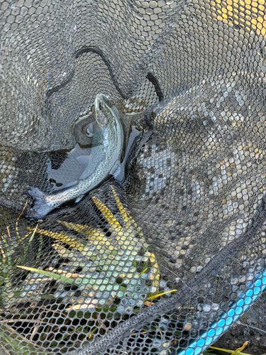 ニジマスの釣果