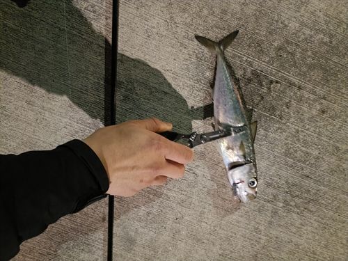 サバの釣果