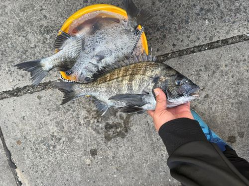 クロダイの釣果