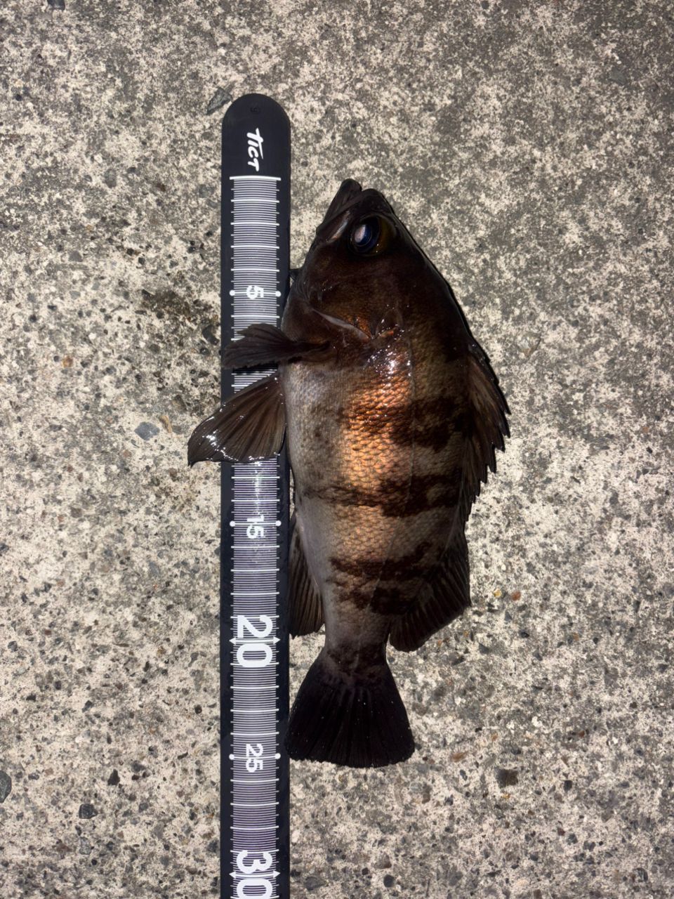 SHIMANO 22セフィア BB S83MLの最安値・インプレ・釣果 | 本音の口コミ