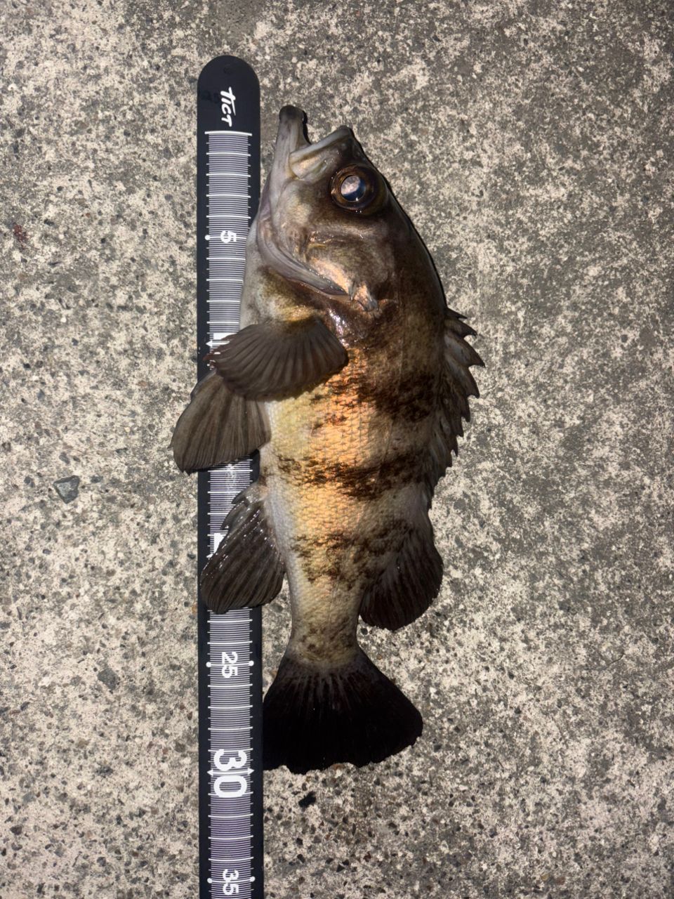 SHIMANO 22セフィア BB S83MLの最安値・インプレ・釣果 | 本音の口コミ