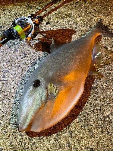 ウスバハギの釣果