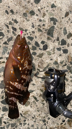 キジハタの釣果