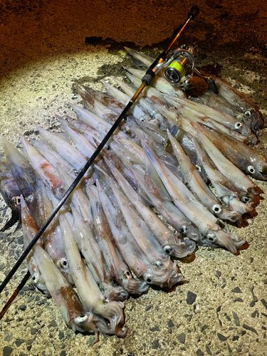 ヤリイカの釣果