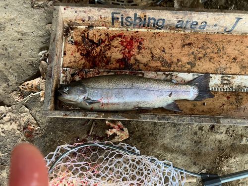 ニジマスの釣果