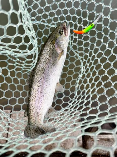 トラウトの釣果