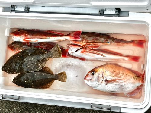 ホウボウの釣果