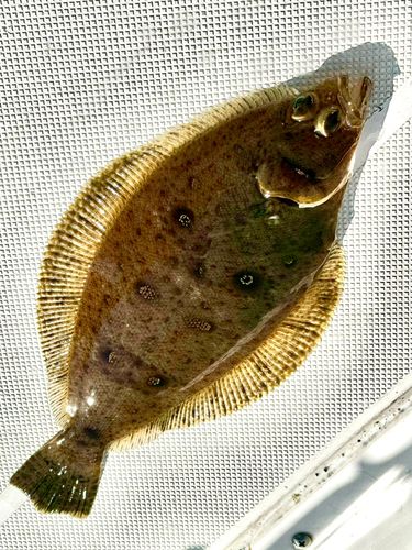 ムシガレイの釣果