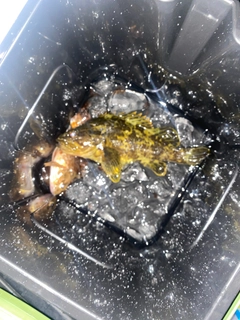 タケノコメバルの釣果