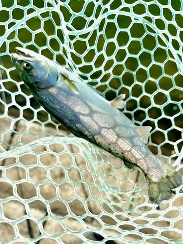 東山湖フィッシングエリア