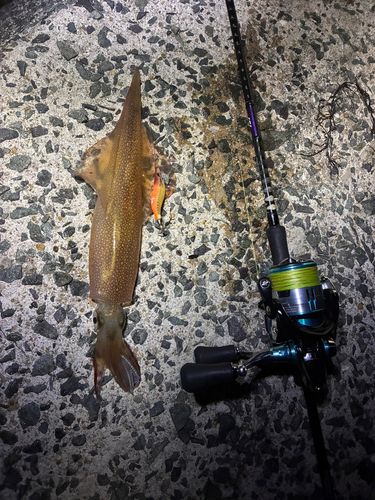 ヤリイカの釣果