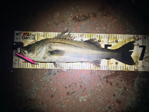 東京湾（アクアライン以北）