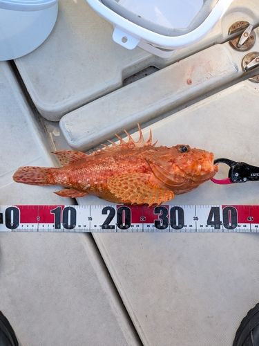 オニカサゴの釣果