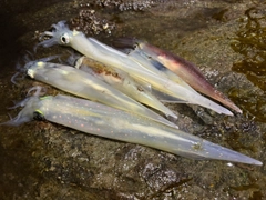 ヤリイカの釣果