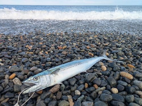 サゴシの釣果