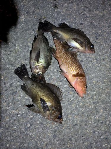 シロメバルの釣果