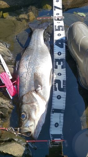 ヒラスズキの釣果