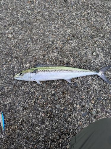 大野地区釣り護岸