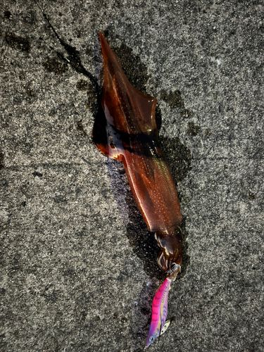 ヤリイカの釣果