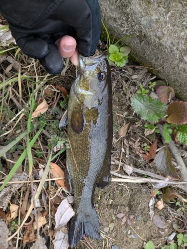 スモールマウスバスの釣果
