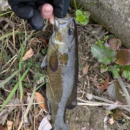 スモールマウスバス