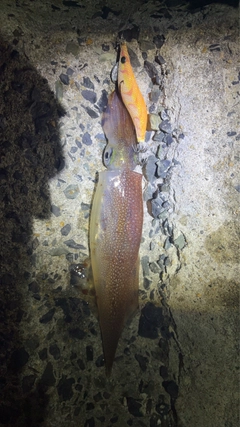 ヤリイカの釣果