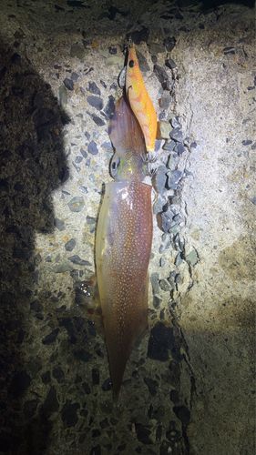ヤリイカの釣果