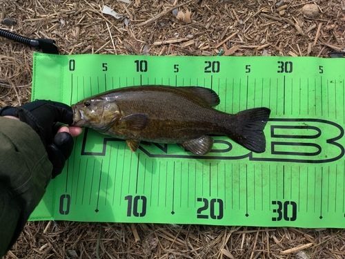 スモールマウスバスの釣果