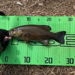 スモールマウスバス