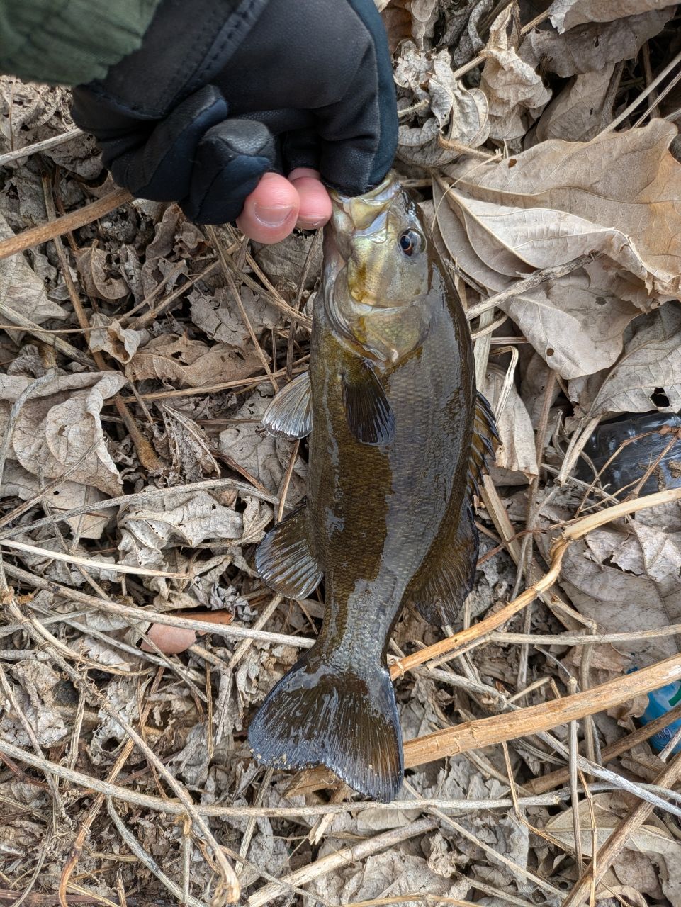 スモールマウスバス