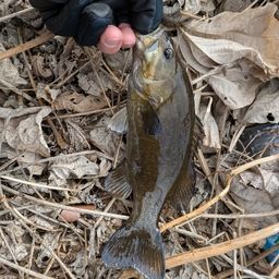 スモールマウスバス