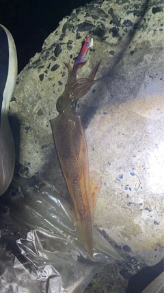 ヤリイカの釣果