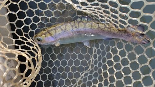 フィッシングエリアJ