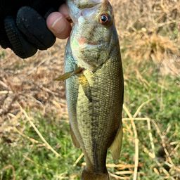 ラージマウスバス