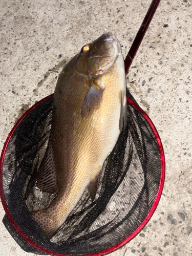 コロダイの釣果
