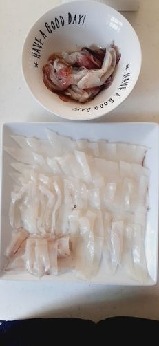 ササイカの釣果