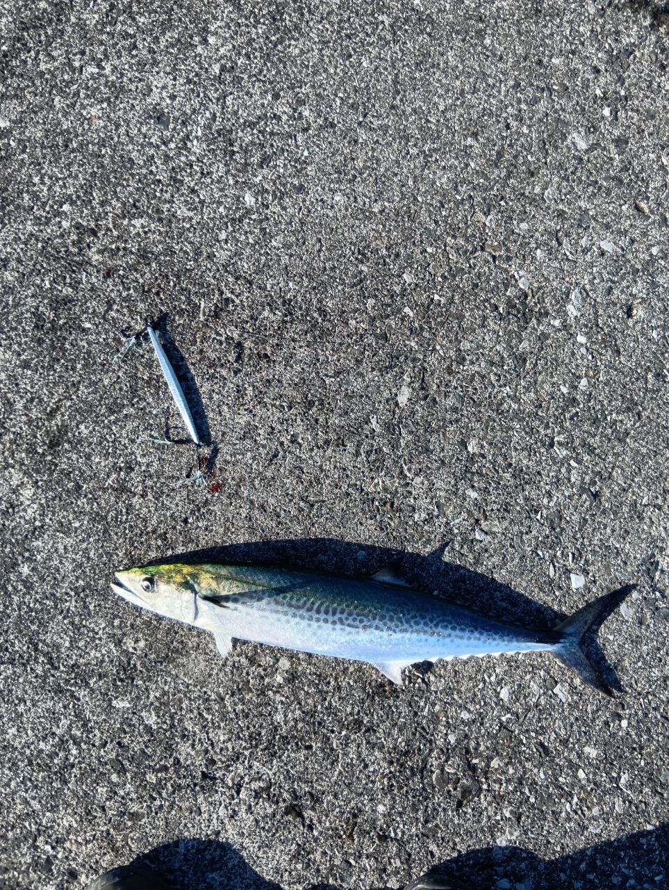 APIA グランデージ アトラス BLUE RUNNER 100MHの最安値・インプレ