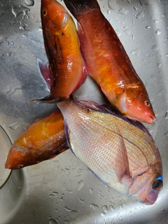 マダイの釣果