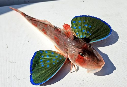 ホウボウの釣果