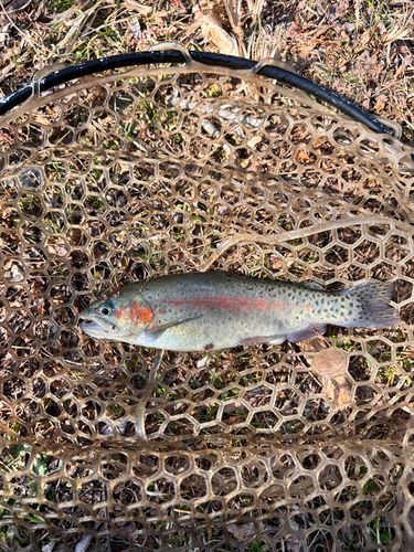 ニジマスの釣果