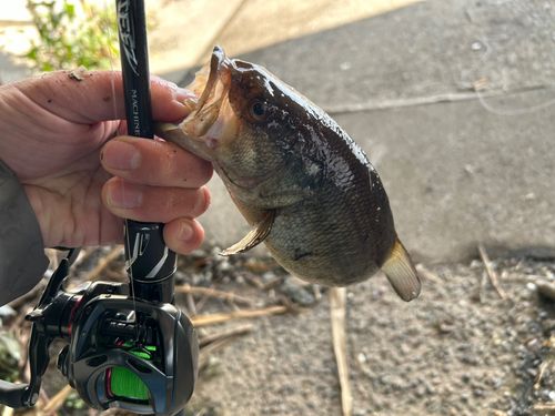 新川河口（霞ヶ浦）