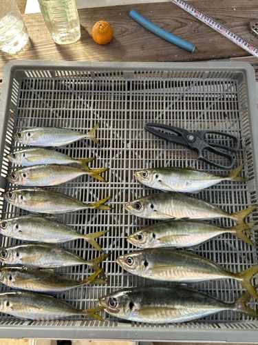 アジの釣果